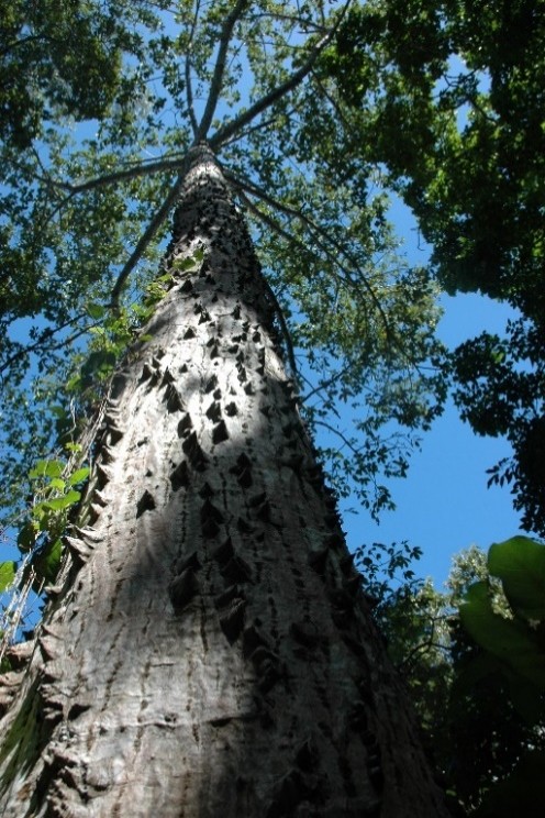 A bombax Tree - tree.jpg