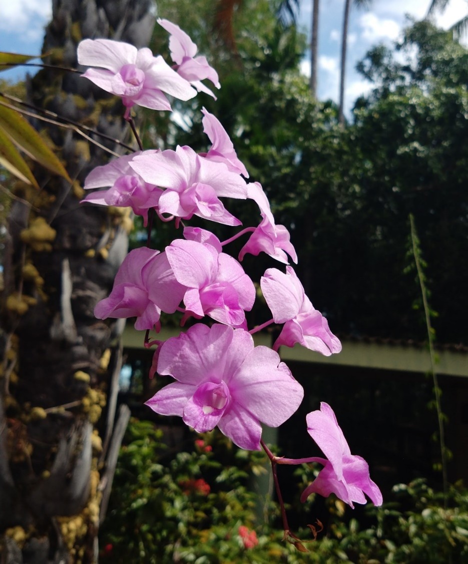 Cooktown Orchid.jpg