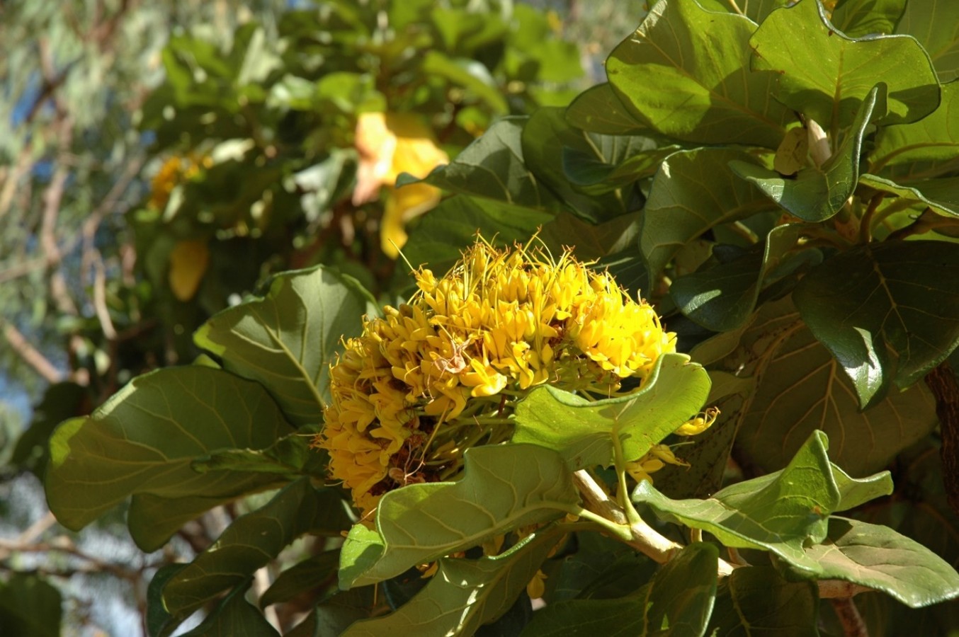Deplanchea Tetraphylla Flowers.jpg