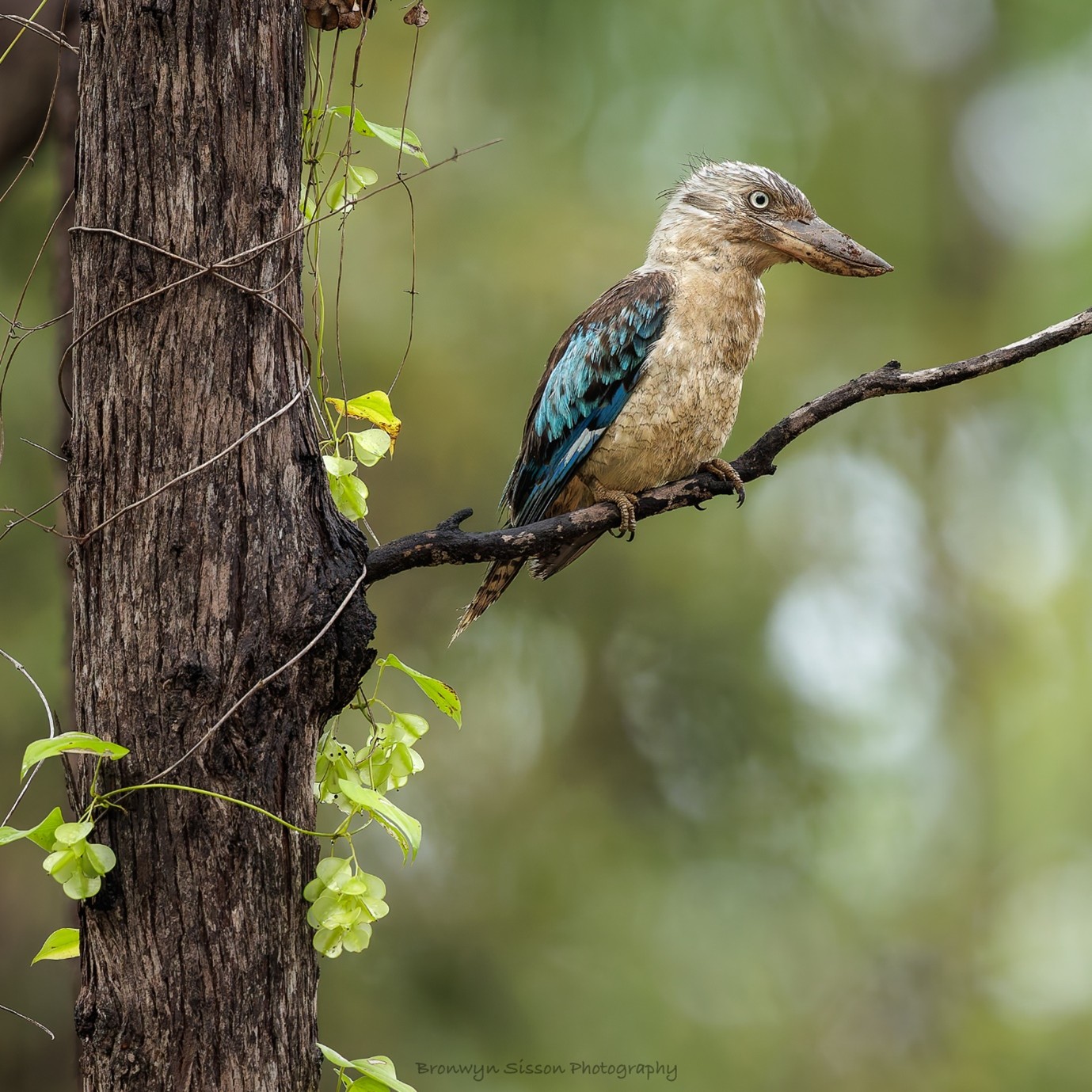 Kookaburra_1.jpg