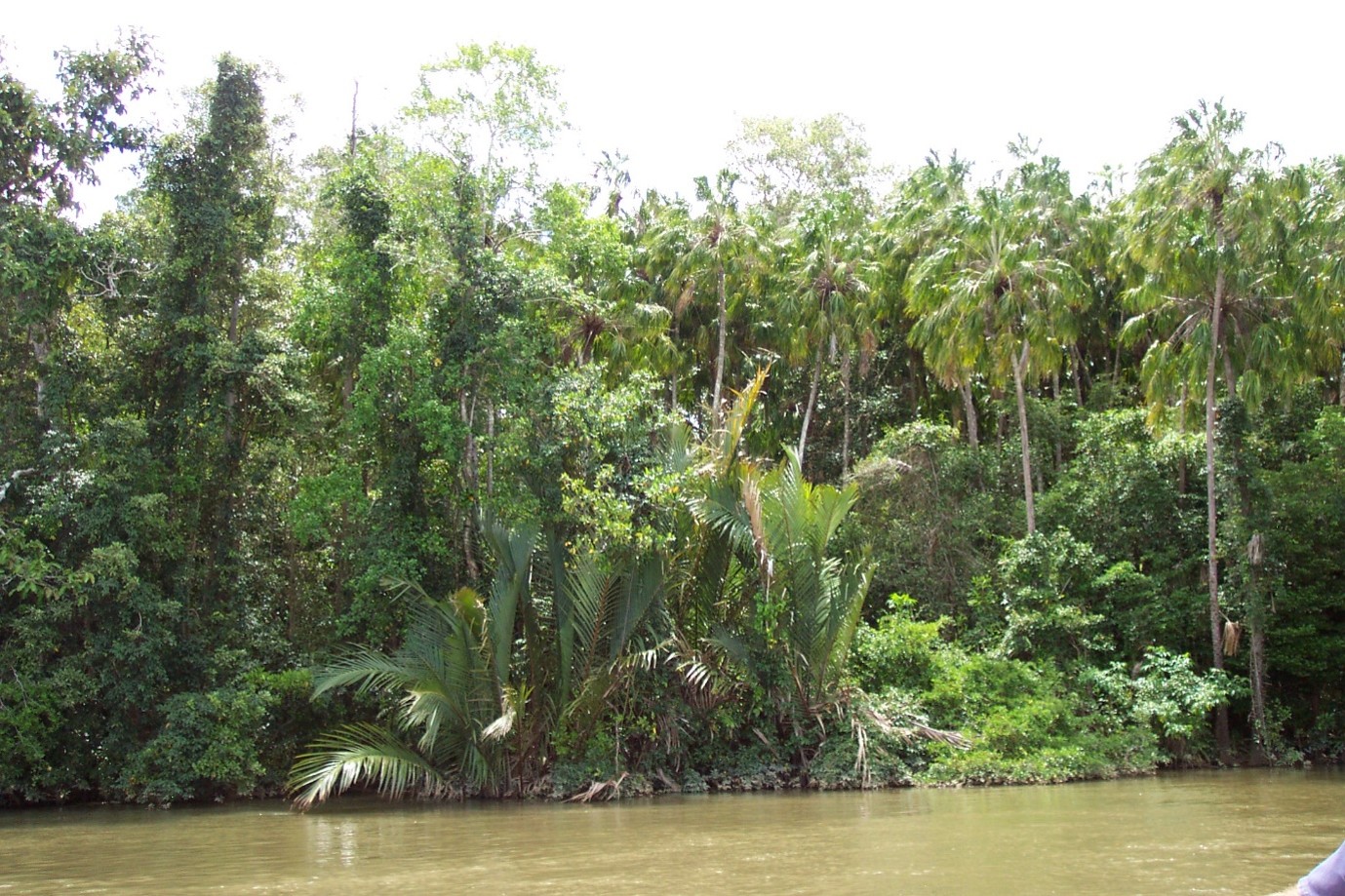Nypa Palms.jpg