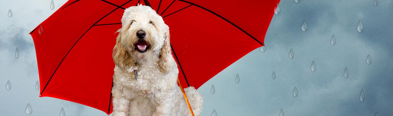 Dog with umbrella